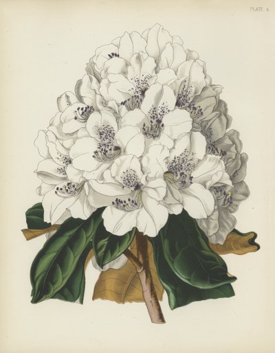 The White Cunningham Rhododendron, Rhododendron Cinnamomeum var. Cunninghami by English School